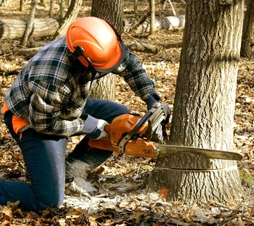 Tree Removal in Goode, VA